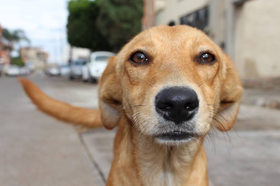 Alcaldía Azcapotzalco realiza colecta de ropa y cobijas para perros callejeros