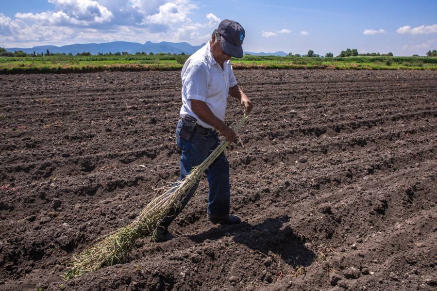 Siembra de cártamo y girasol, estrategia para mitigar efectos de la sequía en el campo y reactivar producción