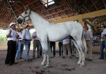 Costa Rica muestra con orgullo sus caballos en multitudinario desfile