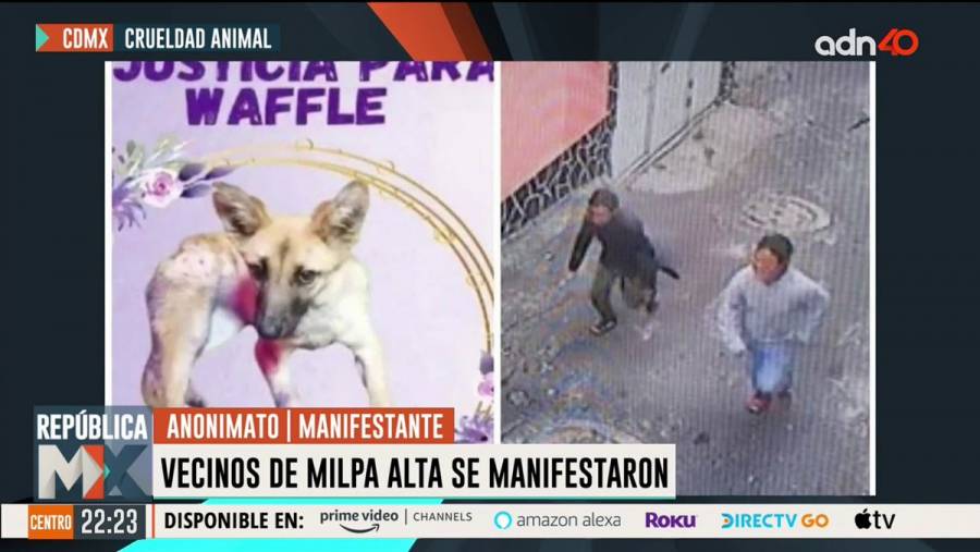 Piden justicia para Waffle, vecinos denunciaron asesinato de una perrita en Milpa Alta