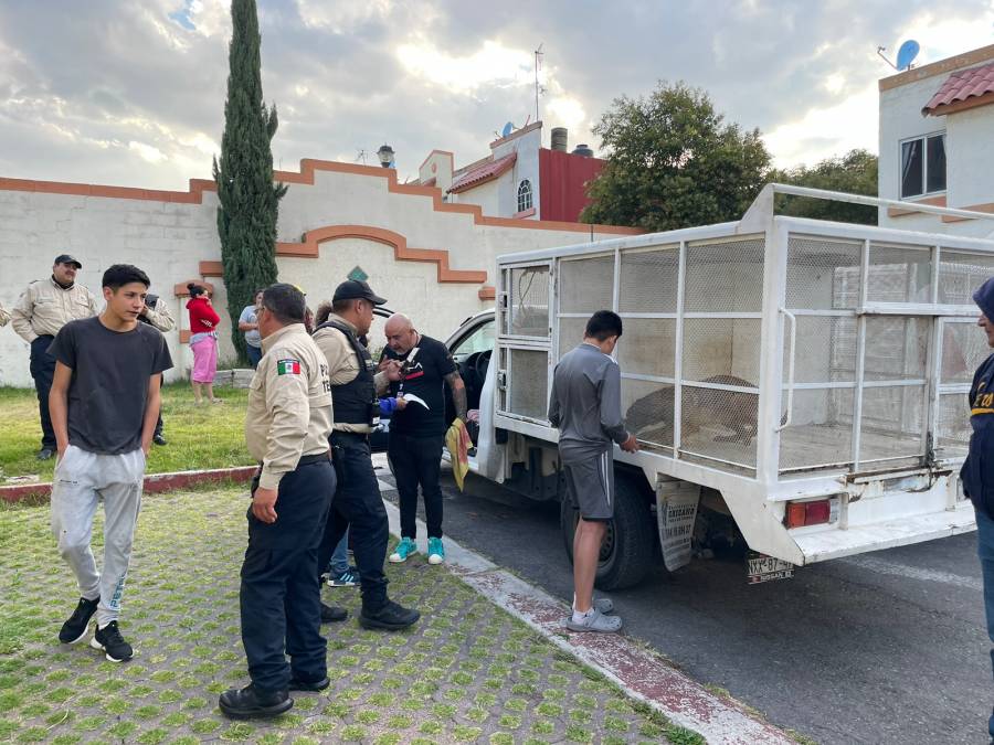 Protección Civil de Tecámac Rescata de una Vivienda a Tres Perros en Condiciones de Abandono