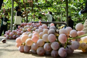 ¿Comiste tus 12 uvas en A&ntilde;o Nuevo? ¿Porque lo hiciste?