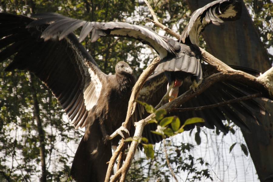 Se propone incluir al Zoológico de San Juan de Aragón en el Programa Binacional México-EEUU de Recuperación y Conservación del Cóndor de California