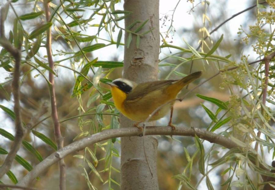 Recibe CDMX a 229 especies de aves migratorias de invierno