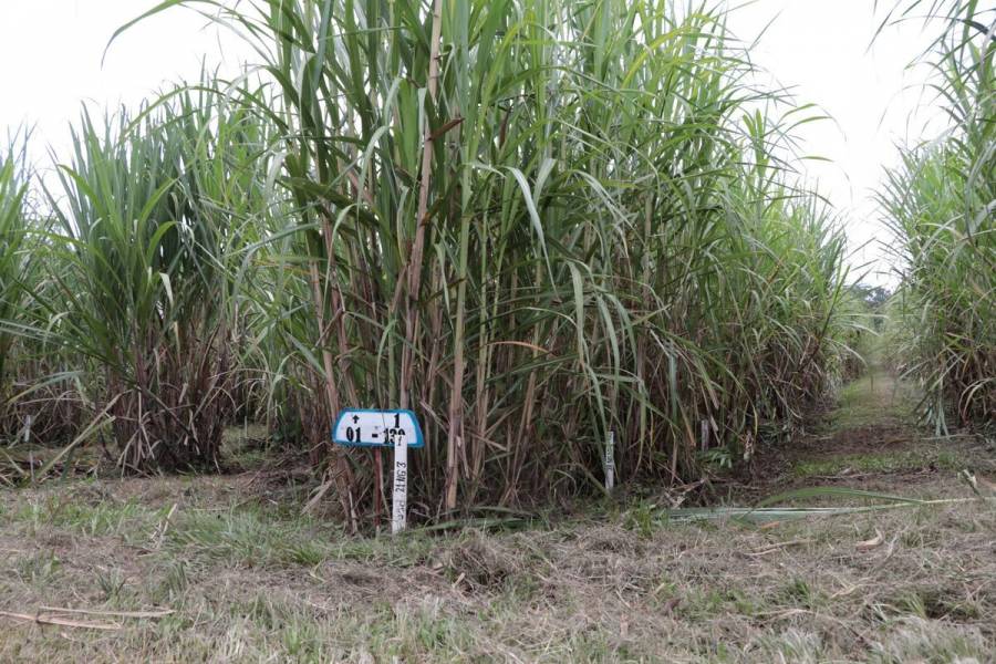 Fortalece México investigación y transferencia de tecnología en la agroindustria de la caña de azúcar