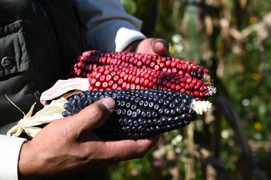 México retrasa prohibición a maíz transgénico de EEUU mientras busca sustituto