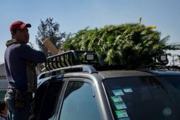 Buscar&aacute; Miguel Hidalgo reciclar &aacute;rboles de navidad naturales