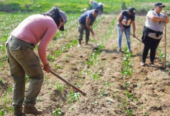 Sedema reactiva 5 mil hectáreas mediante actividades agrícolas y forestales