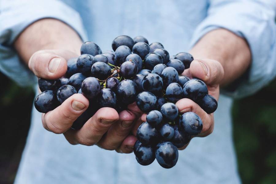 Gobierno de México declara el 7 de octubre como “Día del Vino Mexicano”
