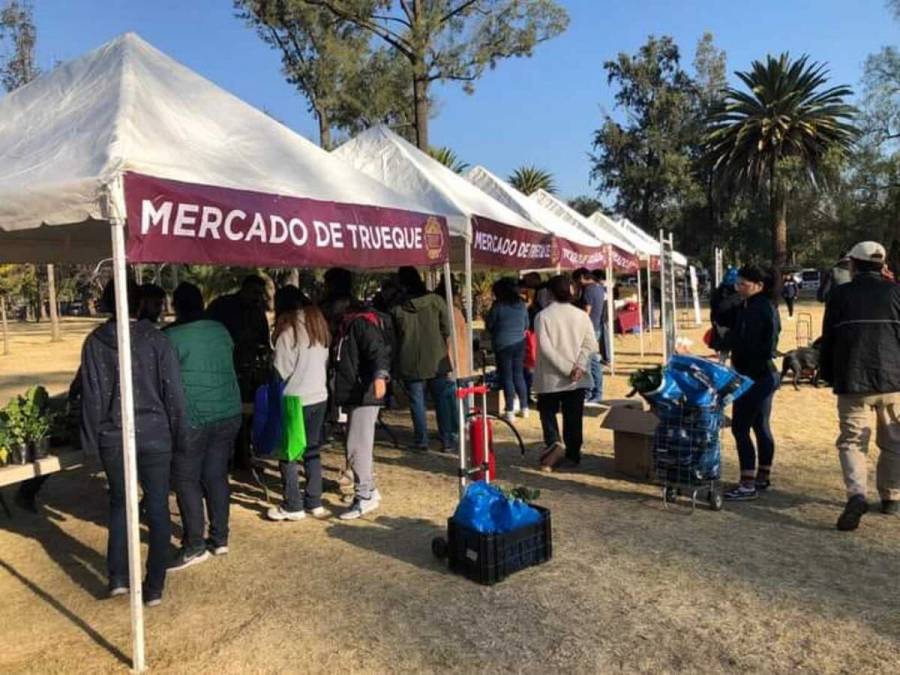 Árboles de Navidad entregados en Mercado de Trueque tendrán destino sustentable