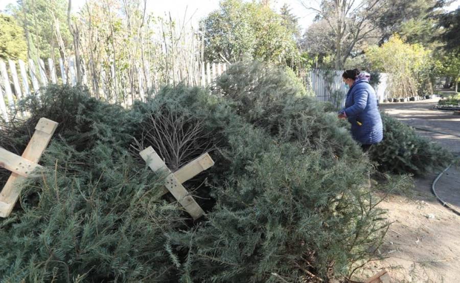 As&iacute; ser&aacute; el acopio de &aacute;rboles de Navidad por delegaci&oacute;n este 2023