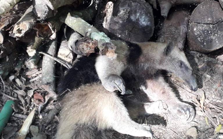 Rescatan a oso hormiguero macheteado