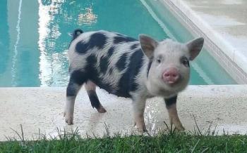 Hombre que adopt&oacute; a una cerdita como mascota y se la comi&oacute; enfrenta denuncia