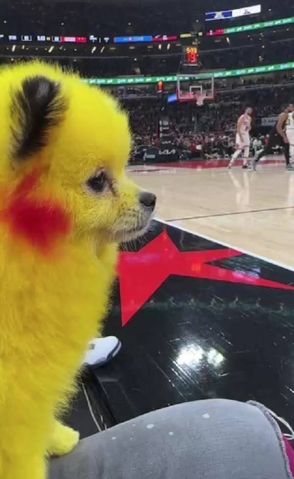 Le ti&ntilde;e el pelo a su mascota y lo multan; as&iacute; se defiende