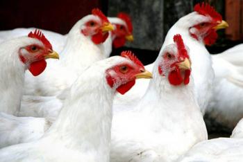 Retira Agricultura cuarentena a la avicultura de Sonora; mantiene restricciones en Yucatán