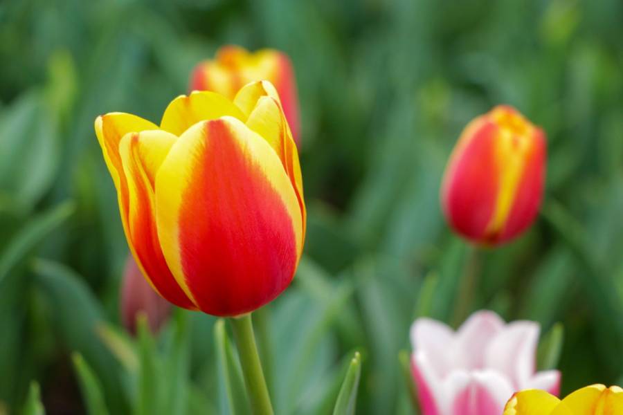 Arranca en Suelo de Conservaci&oacute;n temporada de tulip&aacute;n