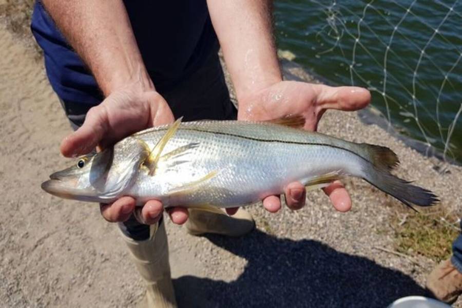 Apuesta Agricultura al robalo, pez de agua dulce y salada, para impulsar la acuacultura mexicana