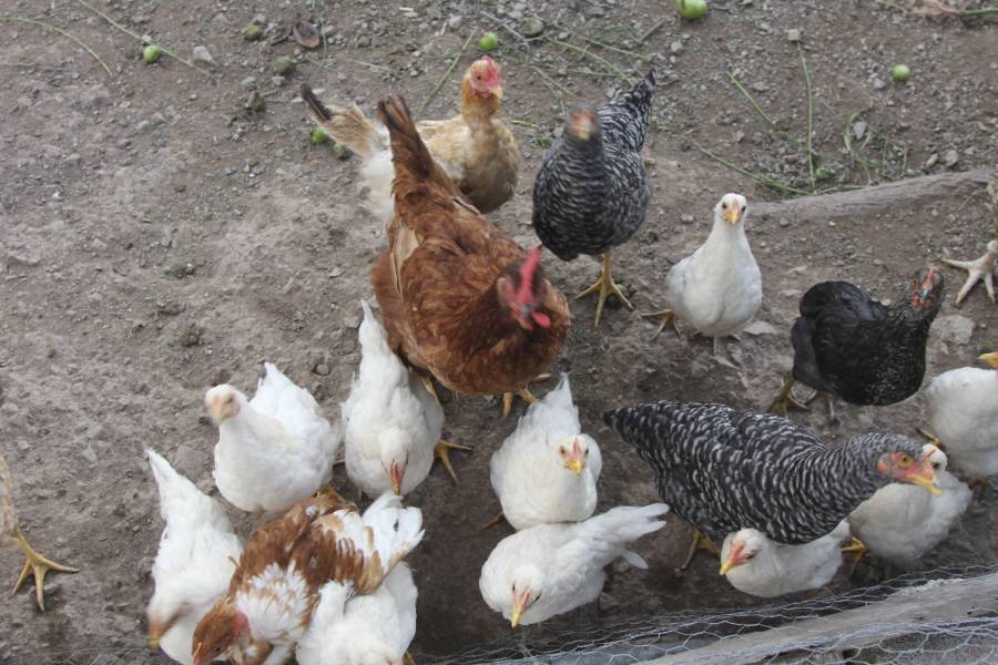 Se dispara gripe aviar en granjas de Yucatán