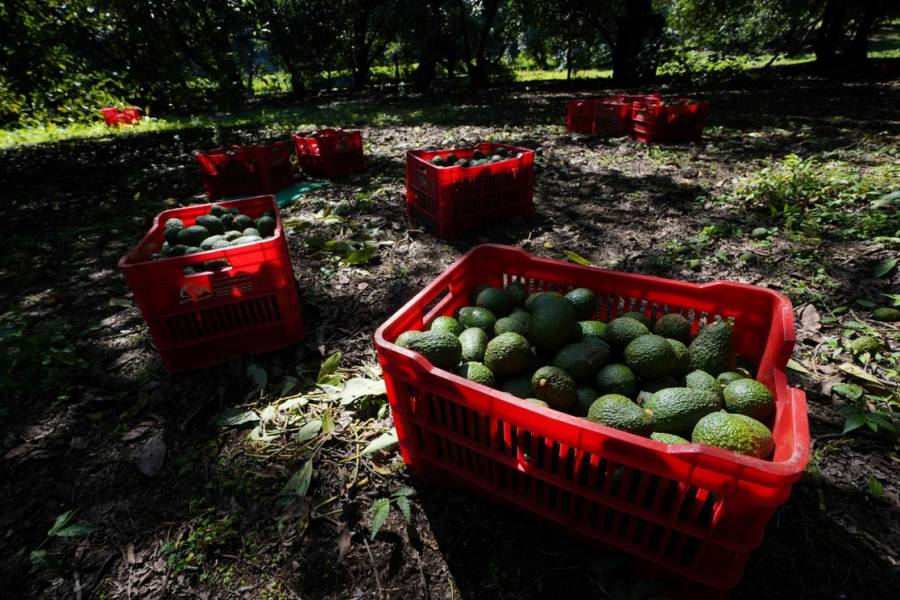 Salen de Uruapan las primeras 64 mil 101 toneladas de aguacate para el Super Bowl