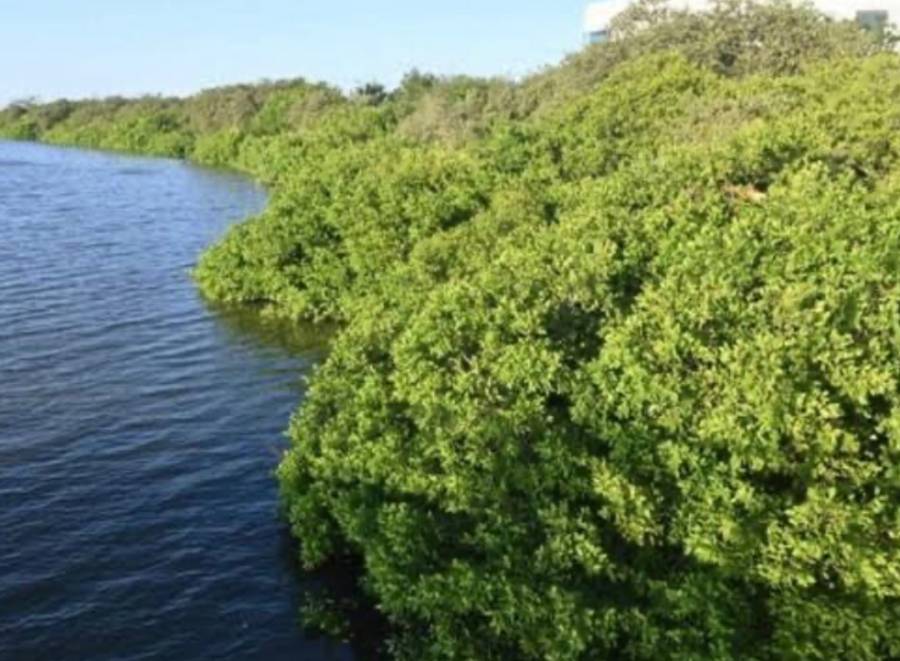 Investigadores mexicanos estudian propuestas para la protección de manglares y pastos marino