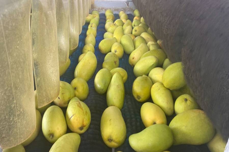 Se posiciona México entre los principales productores y exportadores de mango en el mundo