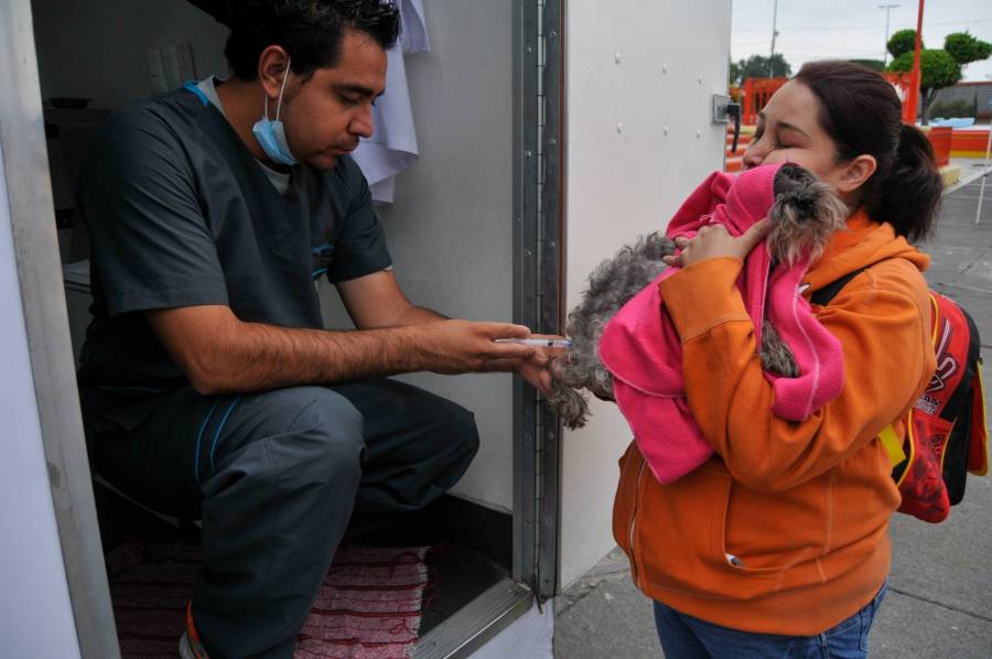 Esterilizan a más de 24 mil perritos en León