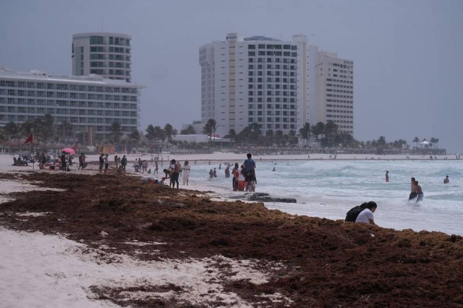 Estudios prevén menos sargazo en playas del Caribe mexicano este año