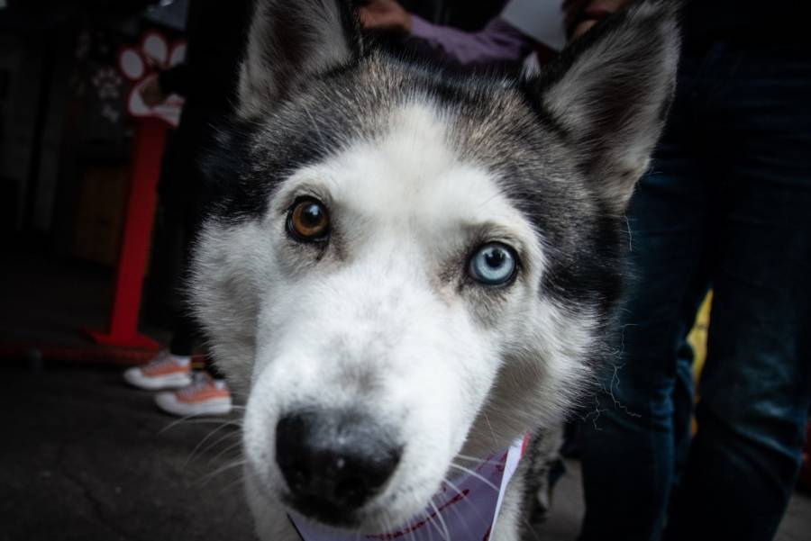 Registro de animales de compañía busca fortalecer su protección