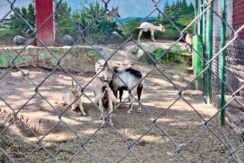 En zool&oacute;gico de Guerrero confirman que se comieron animales para cena de A&ntilde;o Nuevo