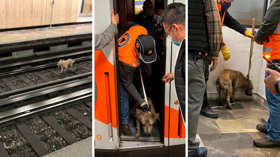 CDMX: Fallan autoridades en sacar a perro del Metro