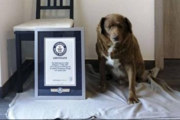 As&iacute; es Bobi el perrito m&aacute;s viejito del mundo; recibe r&eacute;cord Guinness
