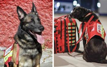 Rex, Orly, July, Balam, Ecko y Timba, ellos son los perritos rescatistas que viajan a Turqu&iacute;a para rescate