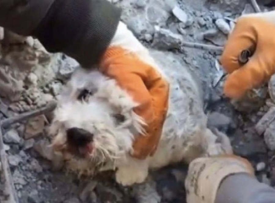 Encuentran perrito con vida de entre los escombros en Turquía