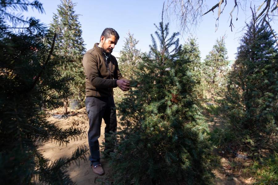 Árboles de Navidad rentados regresarán a los bosques del Suelo de Conservación