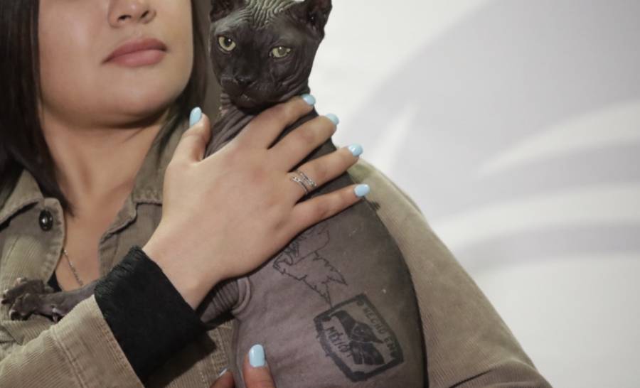 Cd. Juárez: Gato “Mexicle”, que poseía la célula delictiva tiene un valor de hasta 39 mil pesos