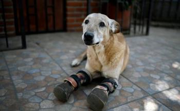 “Pay de Lim&oacute;n” es el perrito mutilado por narcos que compite por “la mascota favorita”