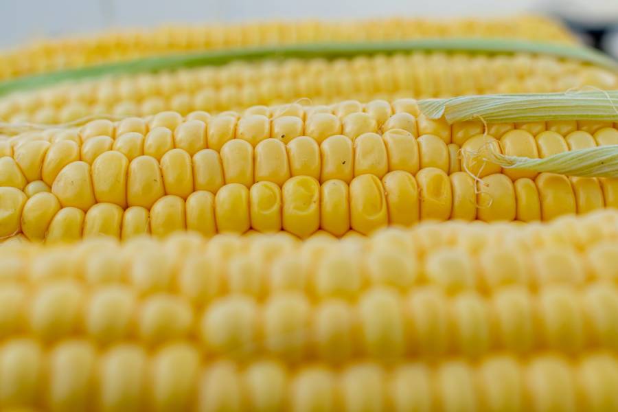 AMLO prohíbe uso de maíz transgénico para alimentación humana