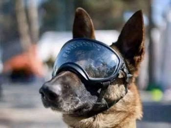 De esto muri&oacute; el gran Proteo, perrito rescatista en Turqu&iacute;a