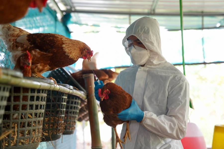 Declaran emergencia sanitaria por gripe aviar en Argentina