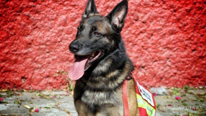 Rex, el perrito de la Cruz Roja Mexicana tiene una gran trayectoria como rescatista