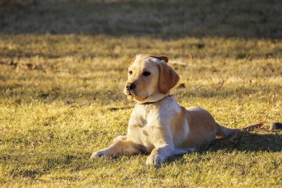 Piden conocer paradero de perrito que fue encarcelado en Oaxaca