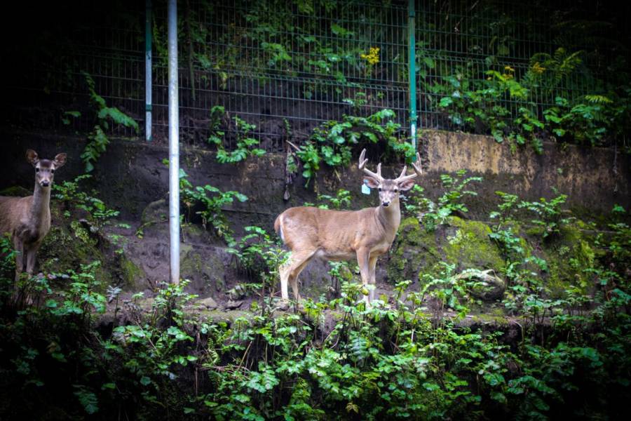 Cuajimalpa busca la protección de la vida silvestre endémica