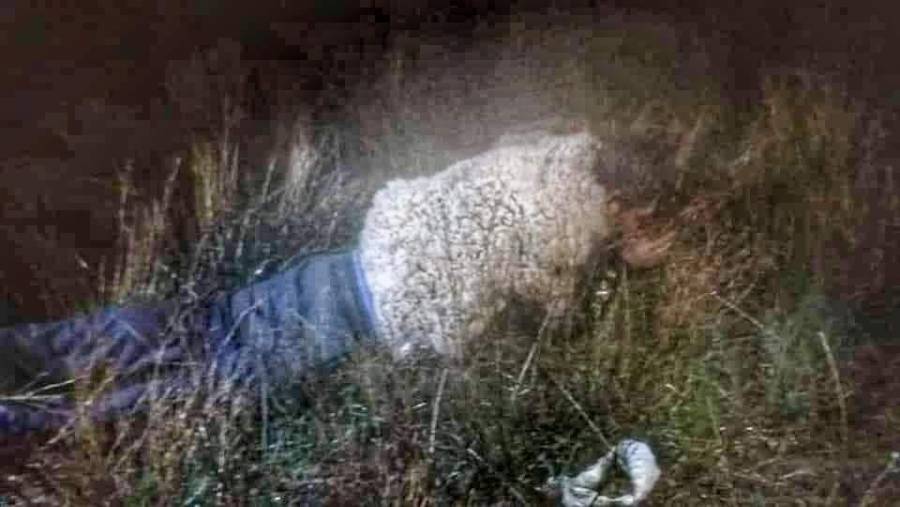 Preso se viste de oveja para escapar de una cárcel en Bolivia
