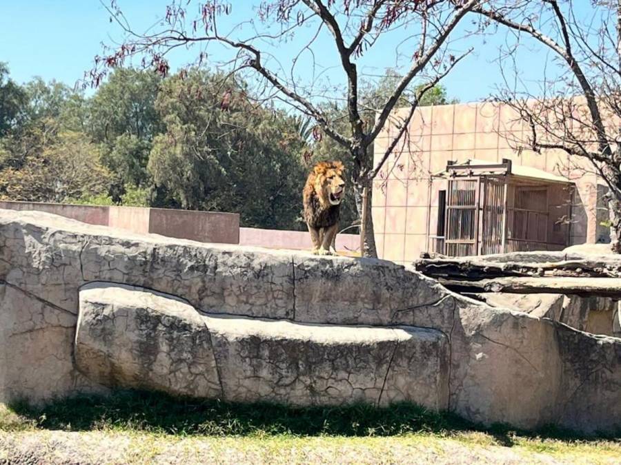 Zoológico de Aragón logra recuperación exitosa de leones rescatados de la Fundación Black Jaguar - White Tiger