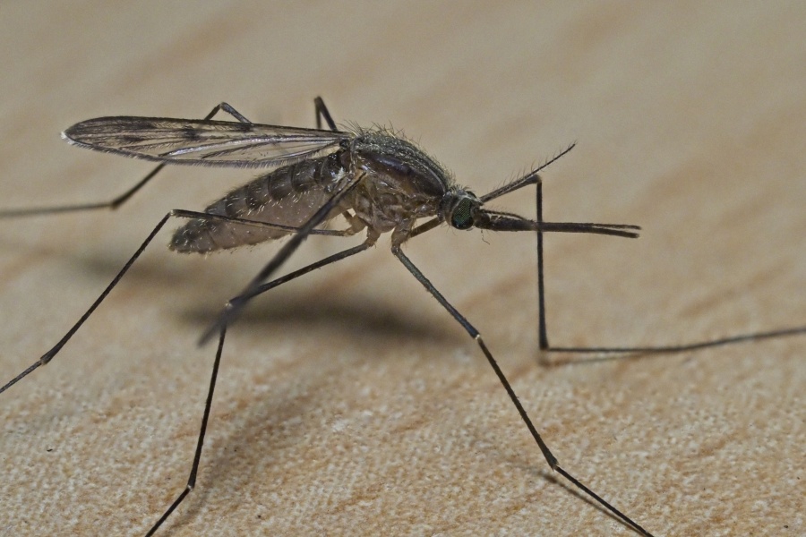 Primer fallecimiento por dengue en México en 2023; se presentan casi mil casos
