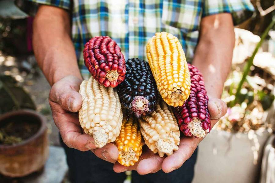 Agricultura fomenta producción y conservación de maíces nativos en territorios indígenas
