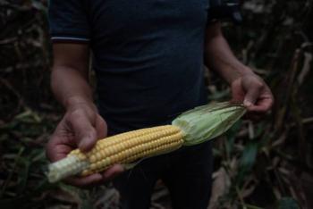 La inconformidad de EU respecto al decreto de México sobre el maíz, tiene fines políticos