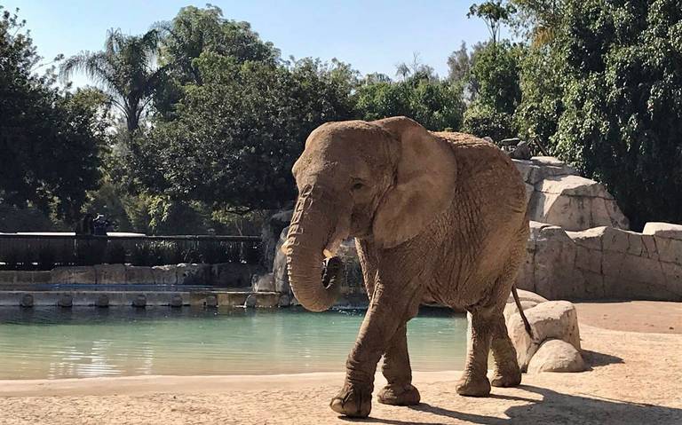 Elefanta Ely recibe cuidados “adecuados” en el Zoológico de San Juan de Aragón