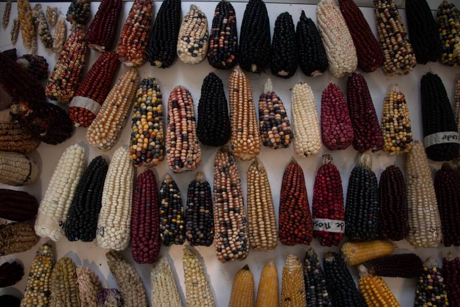 Estados Unidos y la disputa comercial ante el plan que prohibiría su maíz transgénico para consumo humano