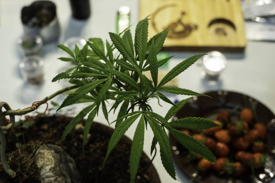 Entrega Cofepris autorización para comercializar cannabis